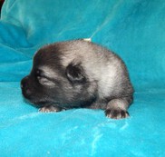 GOTTY Ejmi-Lu vlč&iacute; &scaron;pic / keeshond