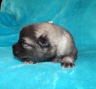 GINNY Ejmi-Lu vlč&iacute; &scaron;pic / keeshond