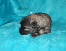 GOLDIE Ejmi-Lu vlč&iacute; &scaron;pic / keeshond