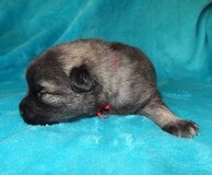 GABBI Ejmi-Lu vlč&iacute; &scaron;pic / keeshond