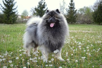 ENZO Silky Stardust