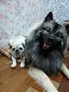 FLORRYS Ejmi-Lu vlč&iacute; &scaron;pic / keeshond