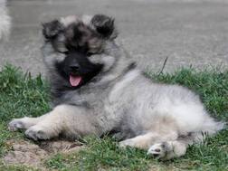 BAILLEY Ejmi-Lu vlč&iacute; &scaron;pic / keeshond