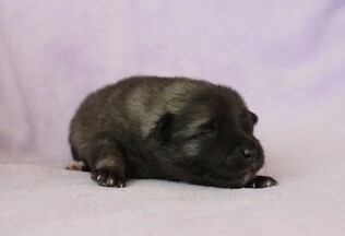 Ejmi-Lu Německ&yacute; &scaron;pic vlč&iacute; / Keeshond