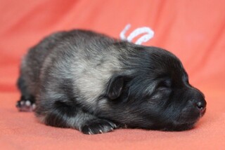 Ejmi-Lu Německ&yacute; &scaron;pic vlč&iacute; / Keeshond