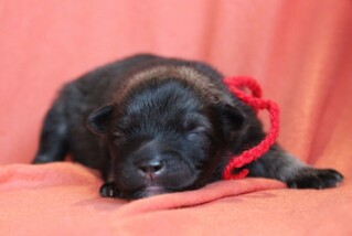 Ejmi-Lu Německ&yacute; &scaron;pic vlč&iacute; / Keeshond