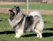 FLORRY Ejmi-Lu vlč&iacute; &scaron;pic / keeshond