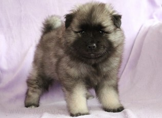 Ejmi-Lu Německ&yacute; &scaron;pic vlč&iacute; / Keeshond