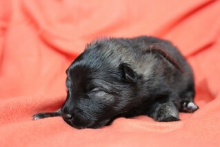 Ejmi-Lu Německ&yacute; &scaron;pic vlč&iacute; / Keeshond