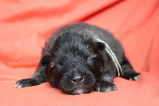 Ejmi-Lu Německ&yacute; &scaron;pic vlč&iacute; / Keeshond