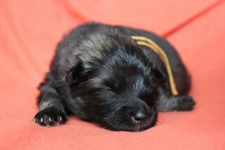 Ejmi-Lu Německ&yacute; &scaron;pic vlč&iacute; / Keeshond