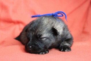 Ejmi-Lu Německ&yacute; &scaron;pic vlč&iacute; / Keeshond