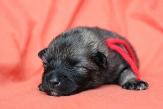 Ejmi-Lu Německ&yacute; &scaron;pic vlč&iacute; / Keeshond