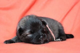 Ejmi-Lu Německ&yacute; &scaron;pic vlč&iacute; / Keeshond