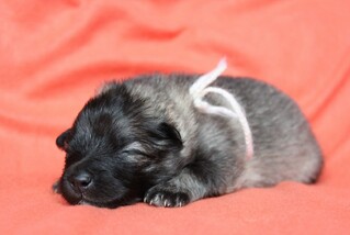 Ejmi-Lu Německ&yacute; &scaron;pic vlč&iacute; / Keeshond