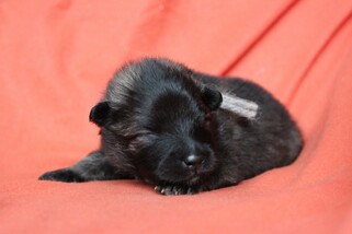 Ejmi-Lu Německ&yacute; &scaron;pic vlč&iacute; / Keeshond
