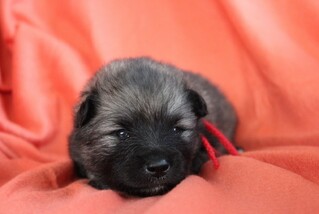 Ejmi-Lu Německ&yacute; &scaron;pic vlč&iacute; / Keeshond