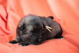 Ejmi-Lu Německ&yacute; &scaron;pic vlč&iacute; / Keeshond