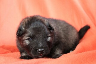 Ejmi-Lu Německ&yacute; &scaron;pic vlč&iacute; / Keeshond