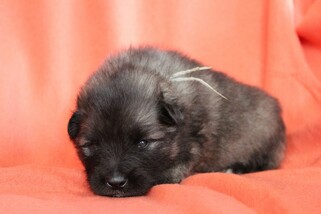 Ejmi-Lu Německ&yacute; &scaron;pic vlč&iacute; / Keeshond