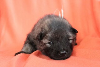 Ejmi-Lu Německ&yacute; &scaron;pic vlč&iacute; / Keeshond