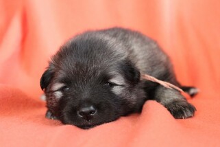 Ejmi-Lu Německ&yacute; &scaron;pic vlč&iacute; / Keeshond