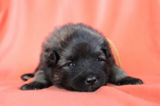 Ejmi-Lu Německ&yacute; &scaron;pic vlč&iacute; / Keeshond
