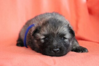 Ejmi-Lu Německ&yacute; &scaron;pic vlč&iacute; / Keeshond