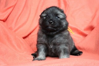 Ejmi-Lu Německ&yacute; &scaron;pic vlč&iacute; / Keeshond