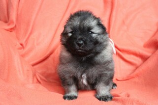 Ejmi-Lu Německ&yacute; &scaron;pic vlč&iacute; / Keeshond