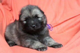 Ejmi-Lu Německ&yacute; &scaron;pic vlč&iacute; / Keeshond