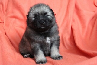 Ejmi-Lu Německ&yacute; &scaron;pic vlč&iacute; / Keeshond