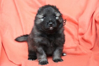 Ejmi-Lu Německ&yacute; &scaron;pic vlč&iacute; / Keeshond