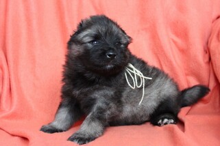 Ejmi-Lu Německ&yacute; &scaron;pic vlč&iacute; / Keeshond