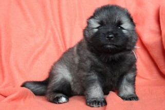 Ejmi-Lu Německ&yacute; &scaron;pic vlč&iacute; / Keeshond