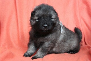 Ejmi-Lu Německ&yacute; &scaron;pic vlč&iacute; / Keeshond