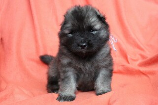 Ejmi-Lu Německ&yacute; &scaron;pic vlč&iacute; / Keeshond