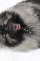 HONNEY Ejmi-Lu Německ&yacute; &scaron;pic vlč&iacute; / Keeshond