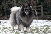 Caisseys Ejmi-Lu Německ&yacute; &scaron;pic vlč&iacute; / Keeshond