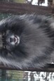 Caisseys Ejmi-Lu Německ&yacute; &scaron;pic vlč&iacute; / Keeshond