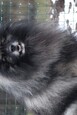 Caisseys Ejmi-Lu Německ&yacute; &scaron;pic vlč&iacute; / Keeshond