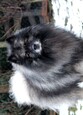 Caisseys Ejmi-Lu Německ&yacute; &scaron;pic vlč&iacute; / Keeshond