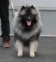 KUKKIS Ejmi-Lu Německ&yacute; &scaron;pic vlč&iacute; / Keeshond