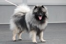 KUKKIS Ejmi-Lu Německ&yacute; &scaron;pic vlč&iacute; / Keeshond