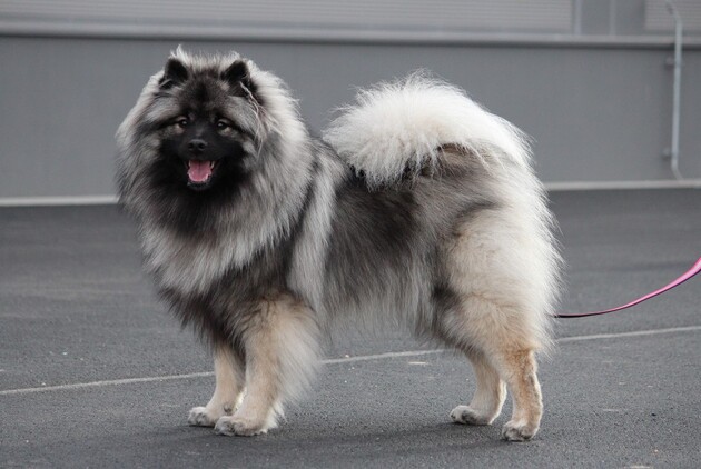 KESSY Ejmi-Lu Německ&yacute; &scaron;pic vlč&iacute; / Keeshond