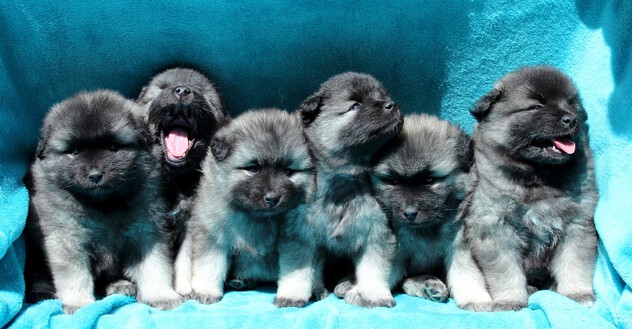 Ejmi-Lu vlč&iacute; &scaron;pic / keeshond
