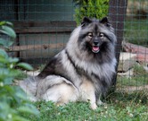 FLORRY Ejmi-Lu vlč&iacute; &scaron;pic / keeshond