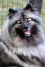 FLORRY Ejmi-Lu vlč&iacute; &scaron;pic / keeshond