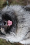 Ejmi-Lu Německ&yacute; &scaron;pic vlč&iacute; / Keeshond
