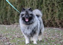 Ejmi-Lu Německ&yacute; &scaron;pic vlč&iacute; / Keeshond